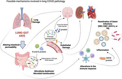 Pathophysiological, immunological, and inflammatory features of long COVID